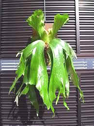 http://www.bobbenaim.com/staghorn-ferns/staghorn-pictures/species-pictures/Platycerium-stemaria-var.-laurentii.jpg