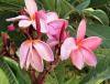 http://www.halling.com/Plumerias/Plumeria%20102.jpg