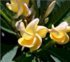 http://www.halling.com/Plumerias/Plumeria%20104.png