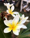 http://www.halling.com/Plumerias/Plumeria%20105.png