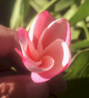 http://www.halling.com/Plumerias/Plumeria%20106.png