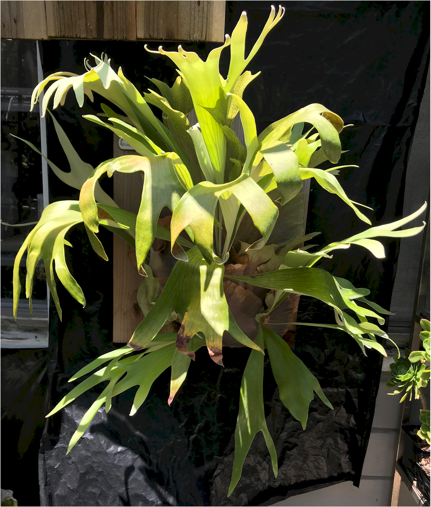 How to Identify Platycerium Willinckii