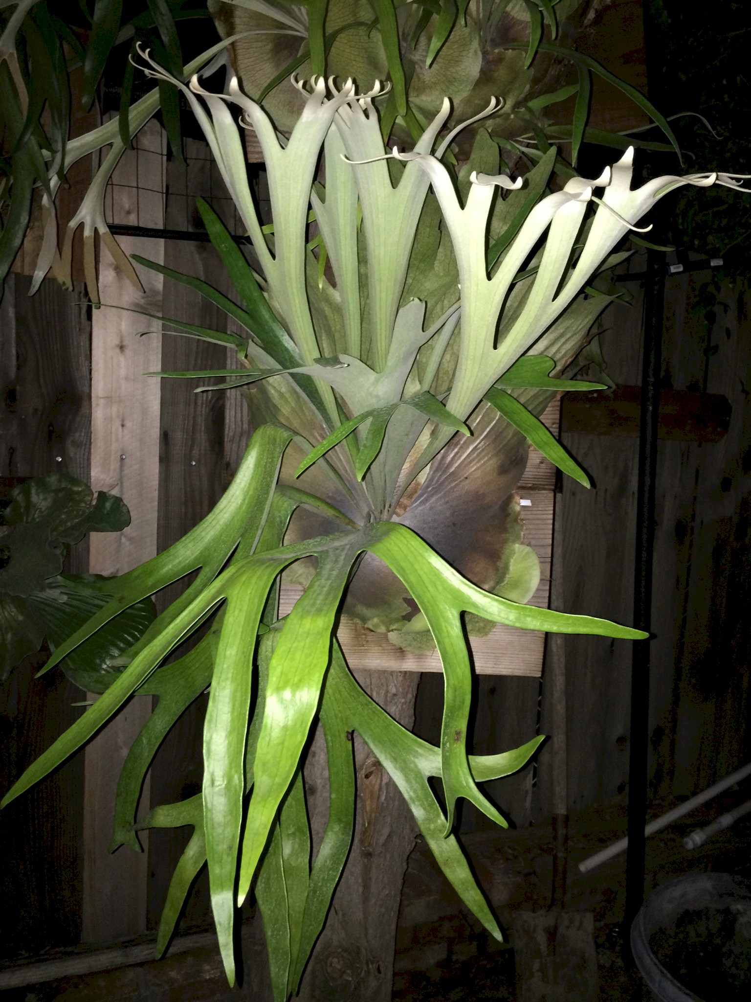 How to Identify Platycerium Willinckii