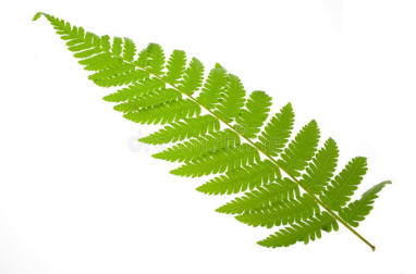 Image result for Fern images