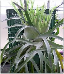 Platycerium Veitchii