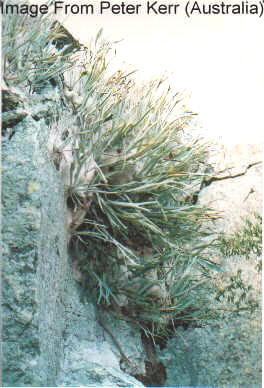 Platycerium Veitchii